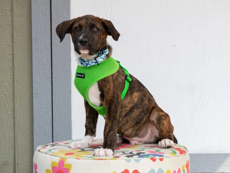 A baby medium-sized male Mixed Breed dog named Kolter for adoption in Savage, MN