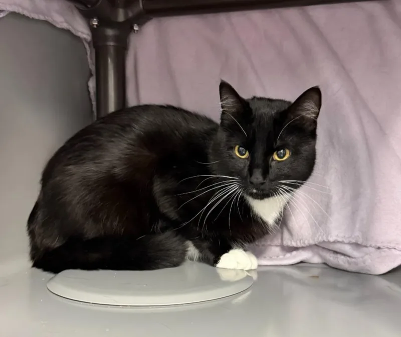 A young large-sized male Domestic Short Hair cat named Ubik for adoption in Viroqua, WI