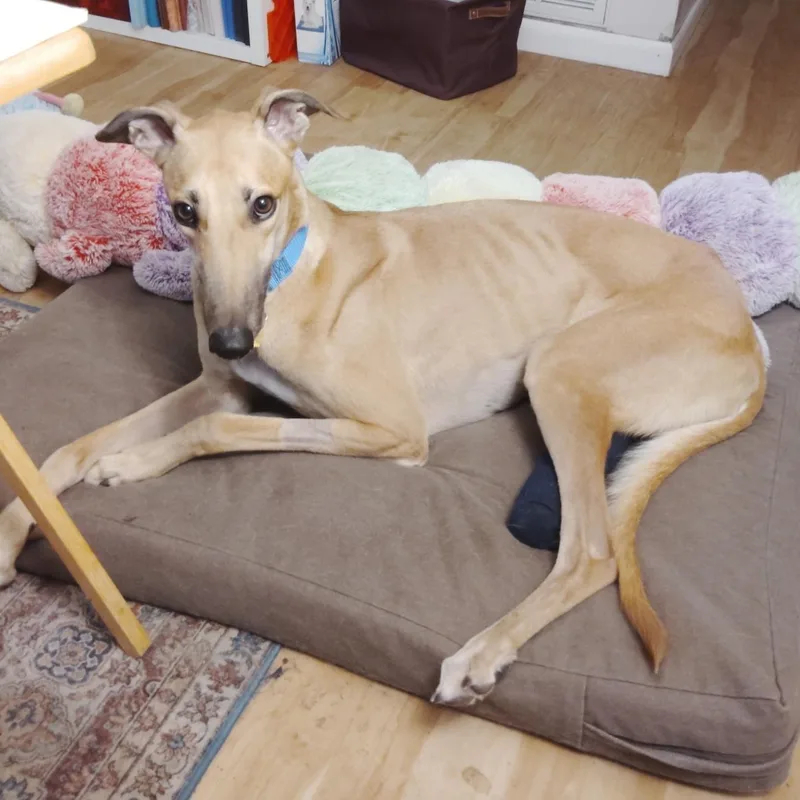 A young large-sized male Greyhound dog named Jsp Lawless King for adoption in Tarpon Springs, FL