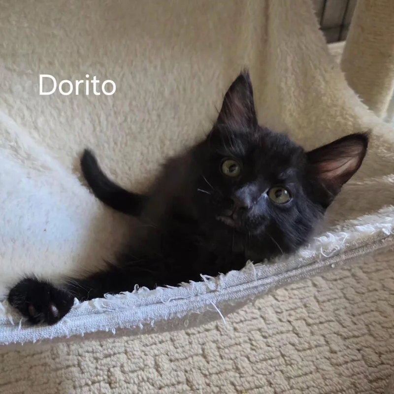 Dorito