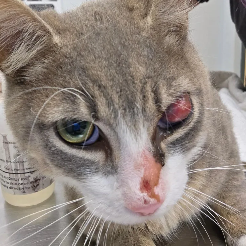 An adult medium-sized male Gray / Blue / Silver Domestic Short Hair cat named Cyclops for adoption in Jacksonville, FL