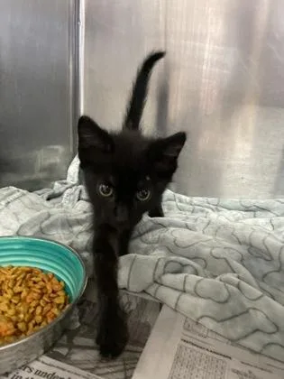 A baby small-sized male Domestic Short Hair cat named Emerald for adoption in Houston, TX