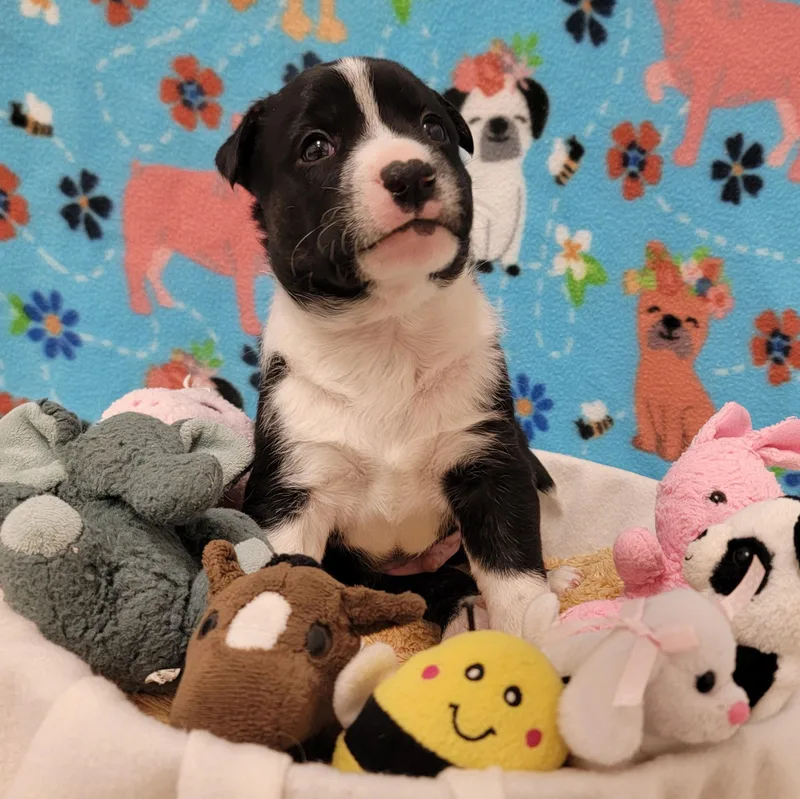 Croissant thumbnail 3