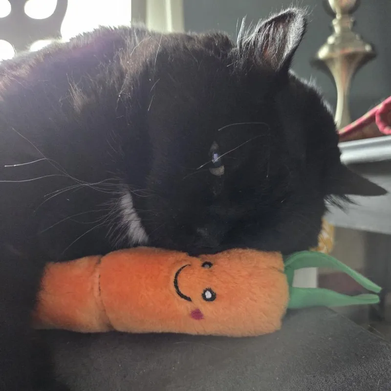 A senior extra large-sized female Black Domestic Short Hair cat named Pillsbury for adoption in Fargo, ND
