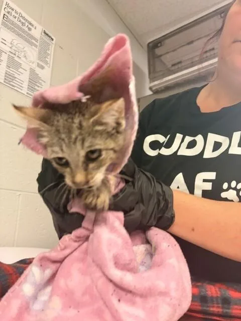 A young small-sized male Domestic Short Hair cat named May for adoption in Cincinnati, OH