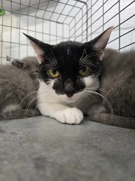 A young medium-sized female Domestic Short Hair cat named Leah for adoption in Millersville, MD