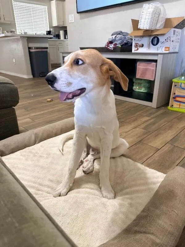 A baby medium-sized male White / Cream Labrador Retriever dog named Felix for adoption in Anthem, AZ