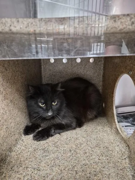 A young medium-sized male Domestic Medium Hair cat named Nf for adoption in Lawrenceville, GA