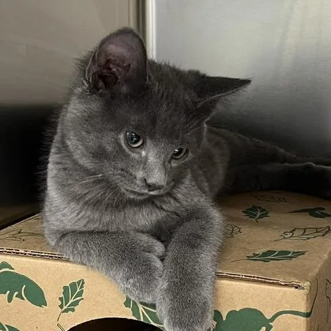 A baby small-sized male Gray / Blue / Silver Domestic Short Hair cat named Moth for adoption in Baltimore, MD