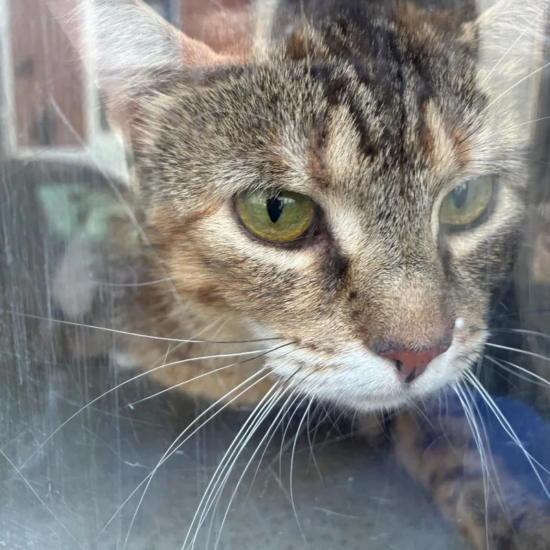 A baby medium-sized female Gray / Blue / Silver Domestic Short Hair cat named Mango for adoption in Philadelphia, PA