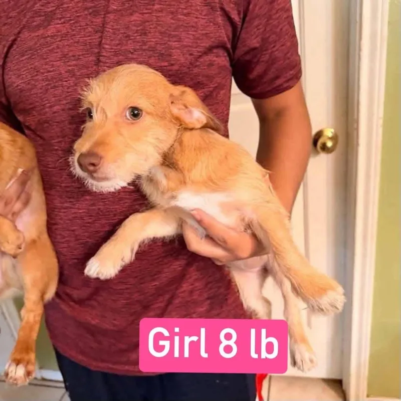A baby small-sized female Terrier dog named Toffee for adoption in Gainesville, VA
