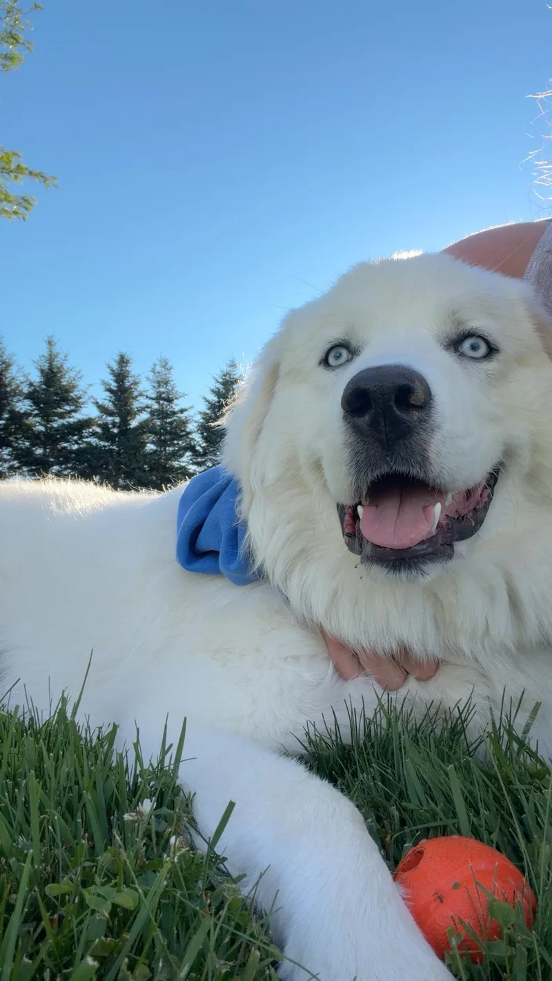 A young large-sized female Merle (Red) Great Pyrenees dog named Nova for adoption in Hop Bottom, PA