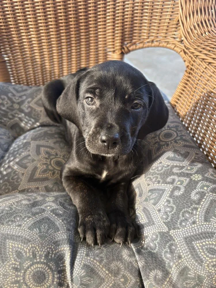 A baby large-sized female Hound dog named Carol for adoption in Irwin, PA