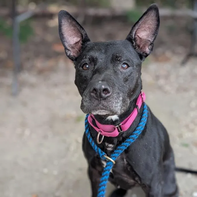 A senior medium-sized female Mixed Breed dog named Kyra for adoption in West Olive, MI