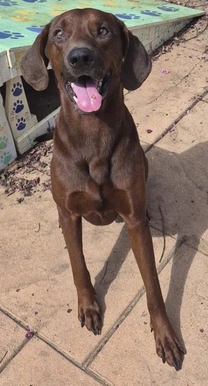 An adult medium-sized male Redbone Coonhound dog named Ol` Red for adoption in Shreveport, LA
