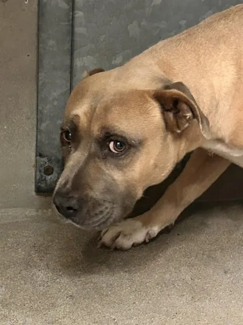 An adult large-sized female Pit Bull Terrier dog named Phoebe for adoption in San Bernardino, CA