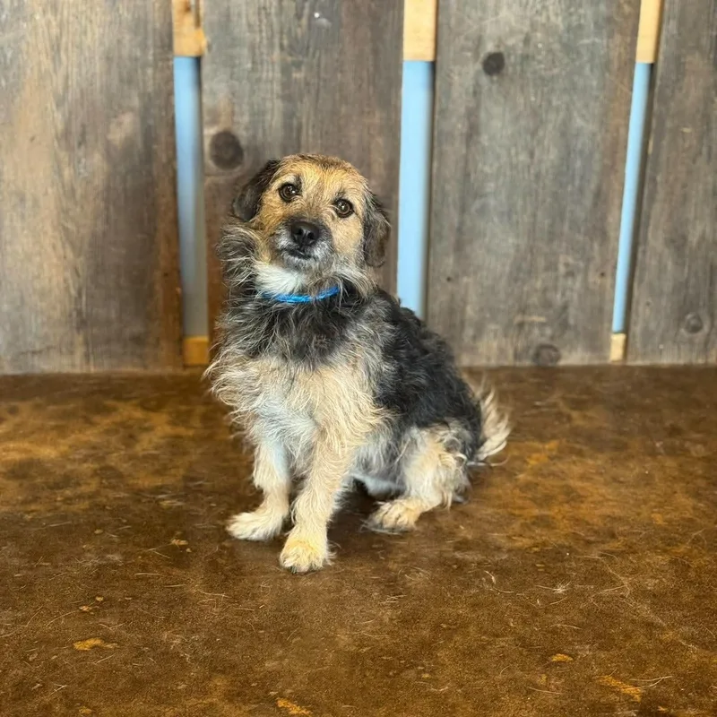 A young small-sized male Yorkshire Terrier dog named Petie for adoption in Milwaukee, WI