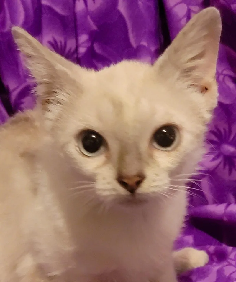 A baby medium-sized female Domestic Short Hair cat named Mocha for adoption in Austin, TX