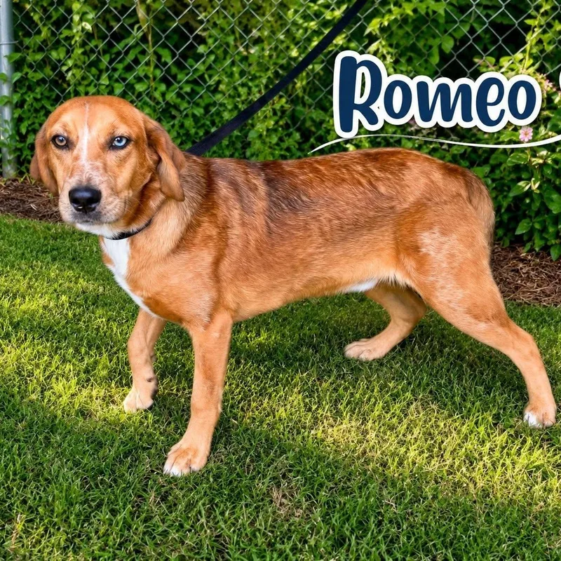 An adult medium-sized male Red / Chestnut / Orange Mixed Breed dog named Romeo for adoption in Winnfield, LA