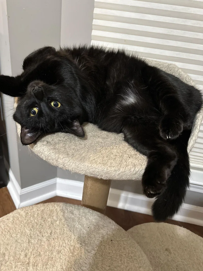 Sunflower thumbnail 3