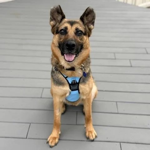 An adult medium-sized female Black Mixed Breed dog named Maizey for adoption in Edwardsville, IL
