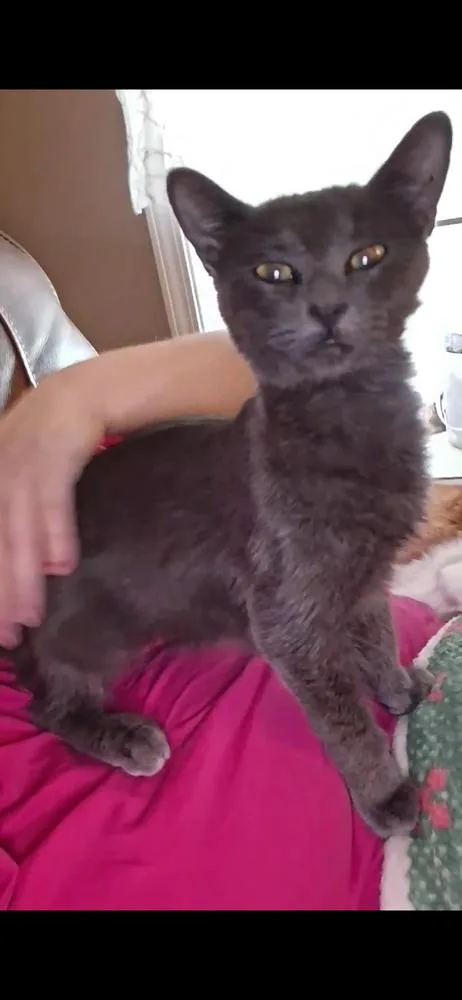 An adult small-sized male Russian Blue cat named Storm for adoption in Plumerville, AR