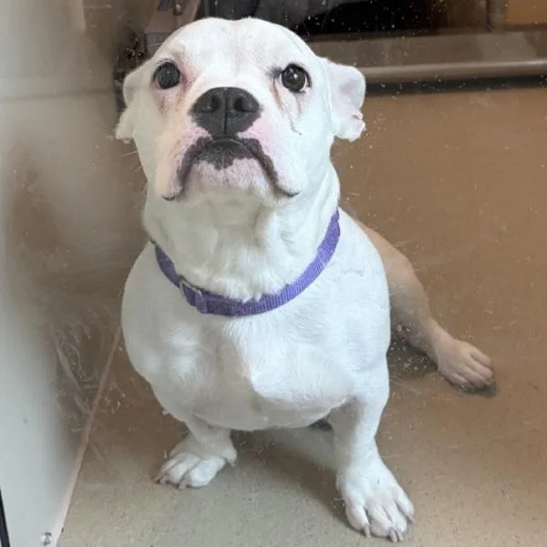 A young medium-sized female French Bulldog dog named Jolly Rancher for adoption in Walnut Creek, CA