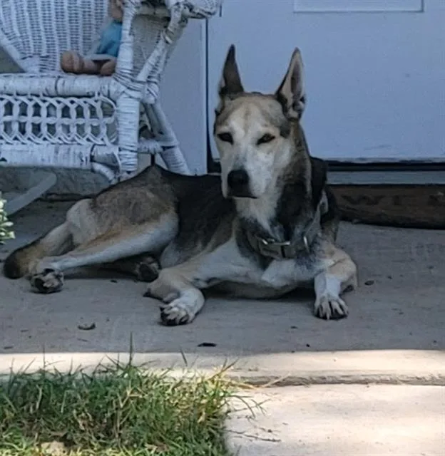An adult medium-sized female Shepherd dog named Adirondack for adoption in San Antonio, TX