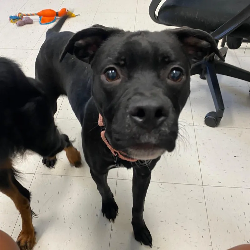 A young medium-sized female Black Mixed Breed dog named Copy Paste for adoption in Davenport, IA