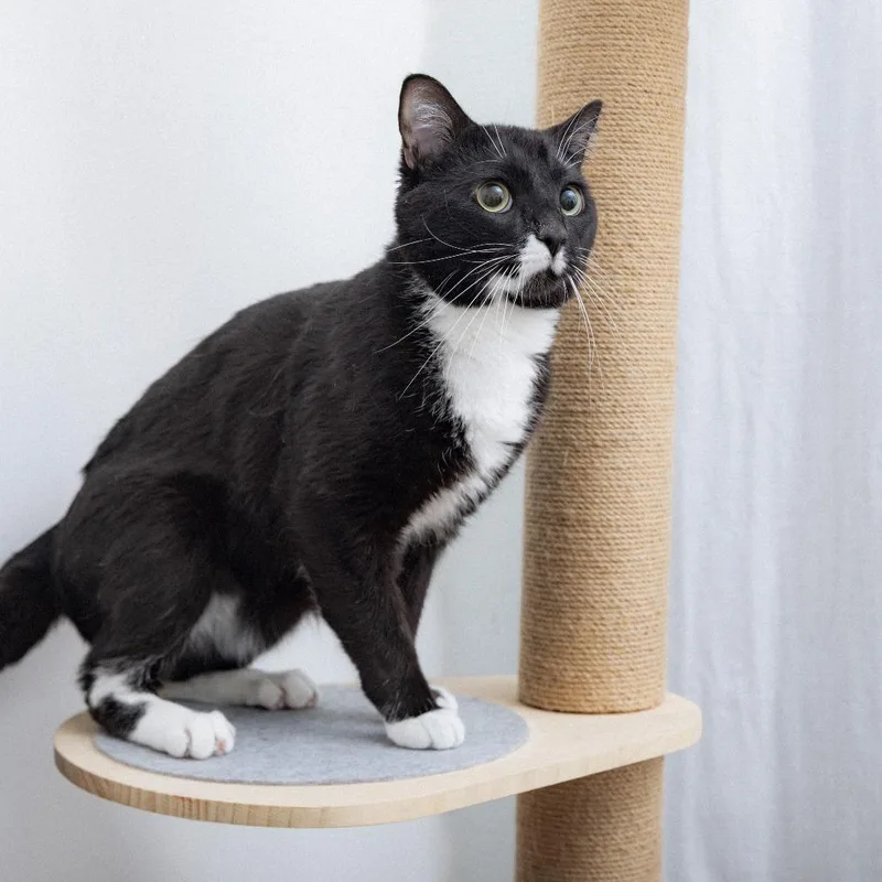 A young medium-sized male Domestic Short Hair cat named Yoshi for adoption in Los Angeles, CA