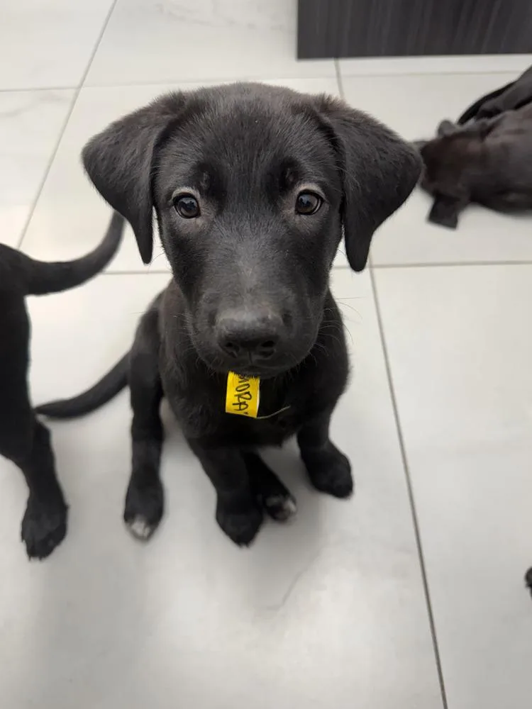 A baby small-sized female Black Belgian Shepherd / Malinois dog named Gamoravolume   Located for adoption in Imlay City, MI