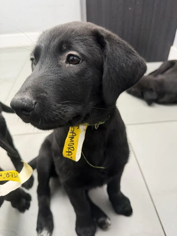 Gamoravolume   Located thumbnail 2