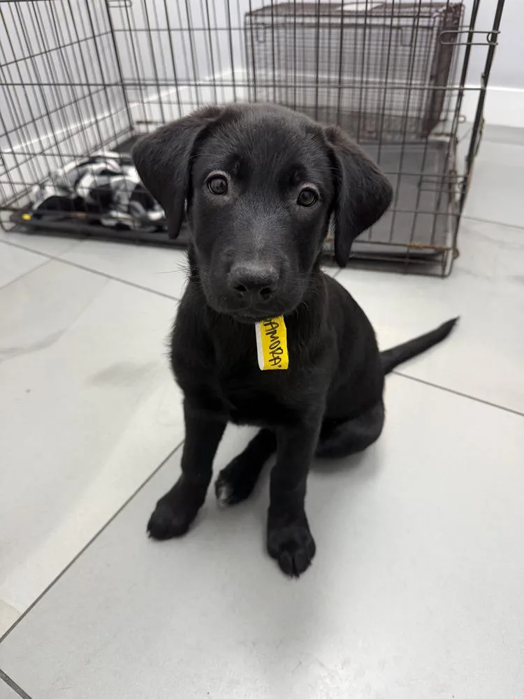 Gamoravolume   Located thumbnail 3