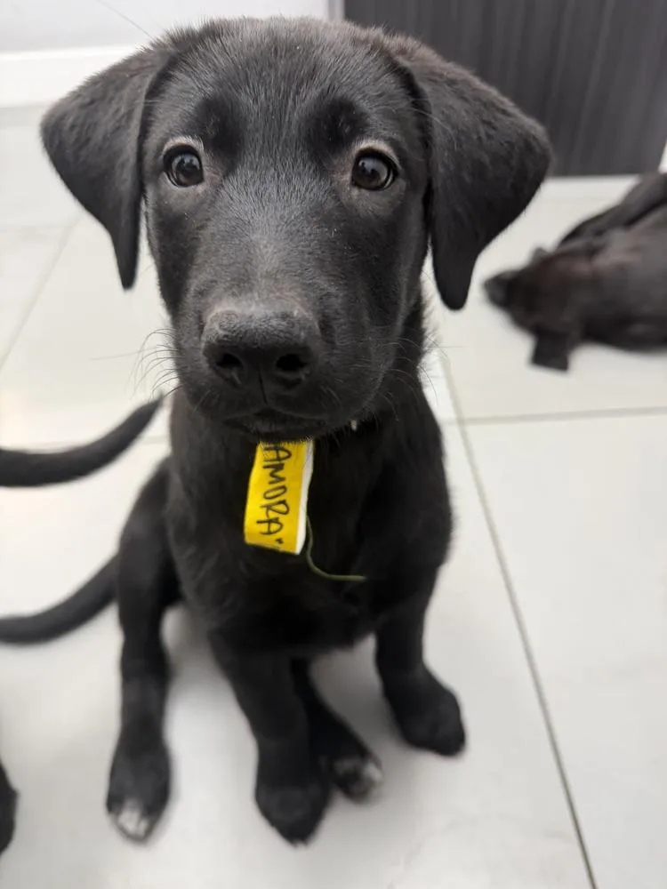 Gamoravolume   Located thumbnail 4