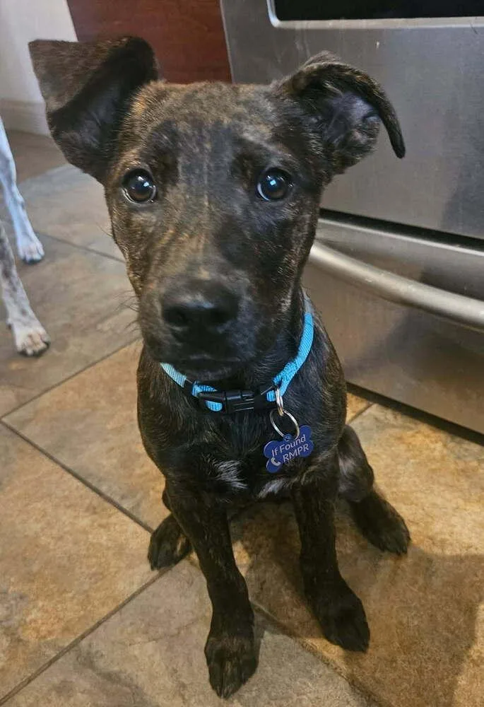 A baby medium-sized female Labrador Retriever dog named Azula for adoption in Thornton, CO