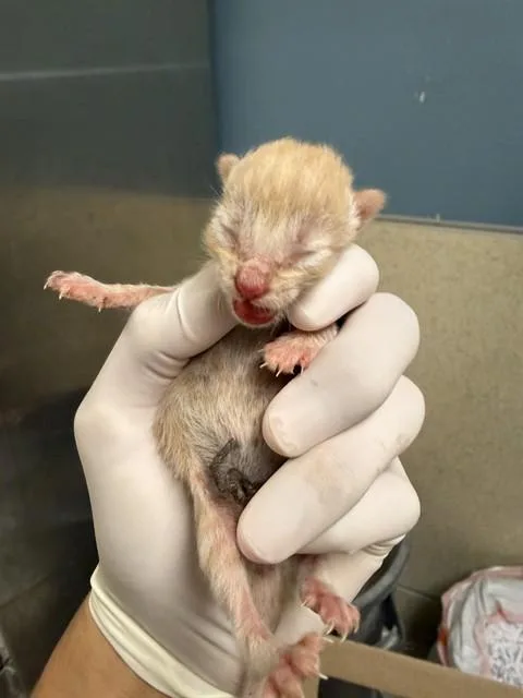 A baby small-sized male Domestic Short Hair cat named A for adoption in Riverside, CA