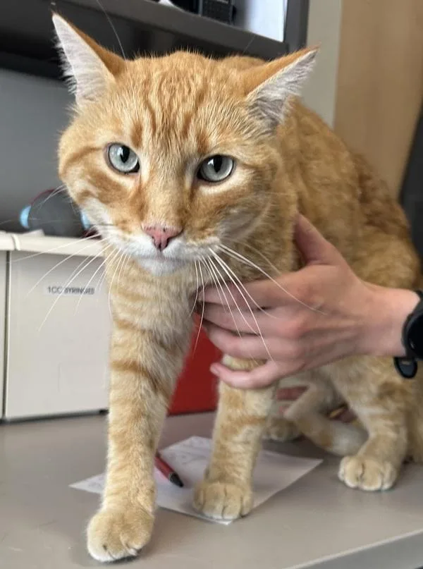An adult large-sized male Domestic Short Hair cat named Ymir for adoption in Salt Lake City, UT