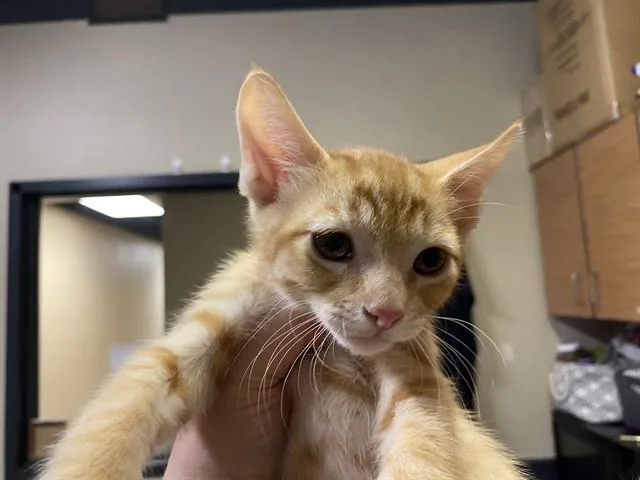 A baby small-sized male Domestic Short Hair cat named Apollo for adoption in Modesto, CA