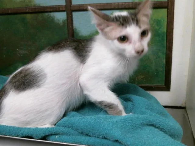 A baby small-sized male Domestic Short Hair cat named Balto for adoption in Houston, TX