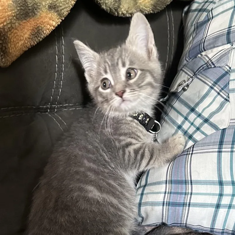 A baby small-sized male Orange / Red Domestic Medium Hair cat named Gary for adoption in Lancaster, OH