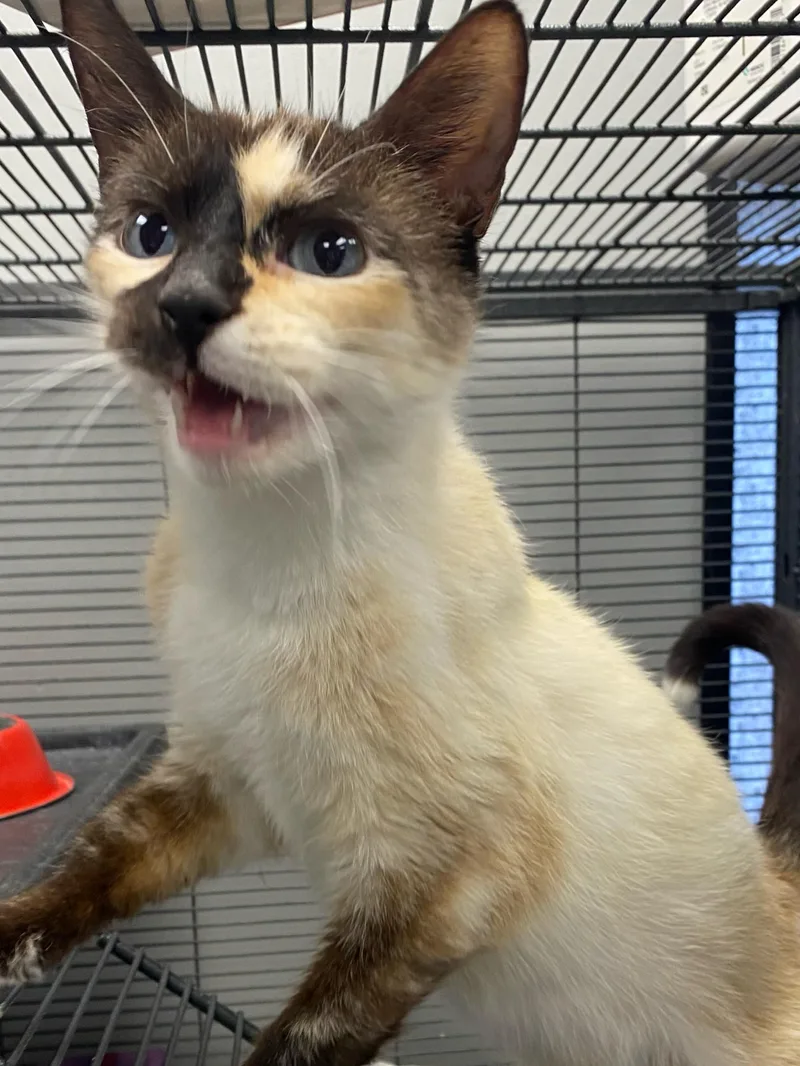 An adult small-sized female Siamese cat named Summer for adoption in Columbus, OH