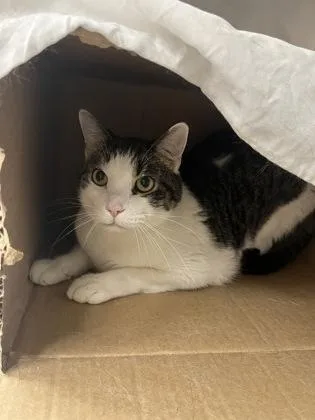 An adult small-sized male Domestic Short Hair cat named Oliver for adoption in Largo, FL