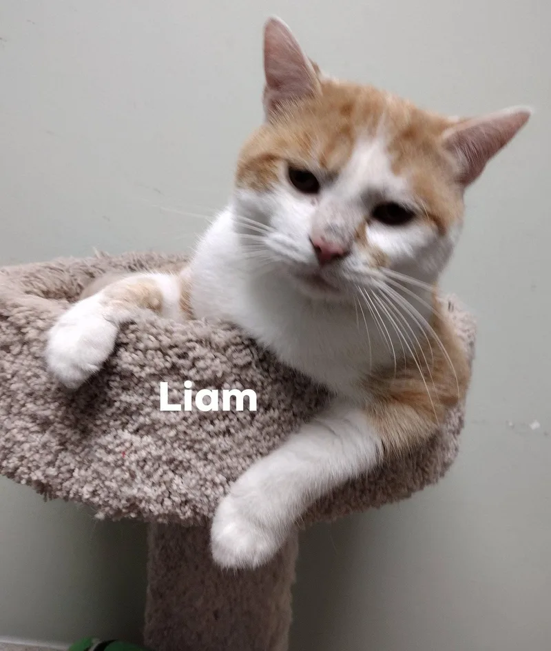 A young large-sized male Orange & White Domestic Short Hair cat named Liam for adoption in Monroe, OH