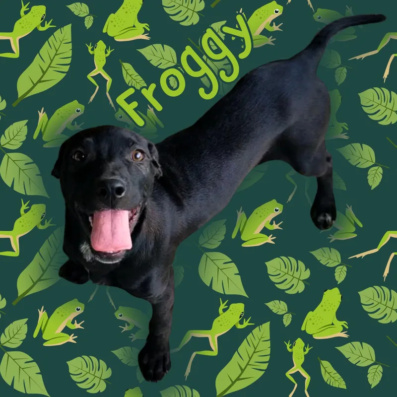 A young small-sized female Black Labrador Retriever dog named Froggy for adoption in Aransas Pass, TX