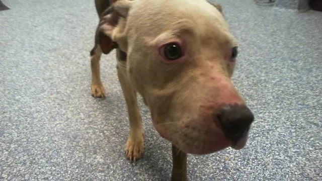 A baby medium-sized female Pit Bull Terrier dog named Martie Mae for adoption in Charlotte, NC