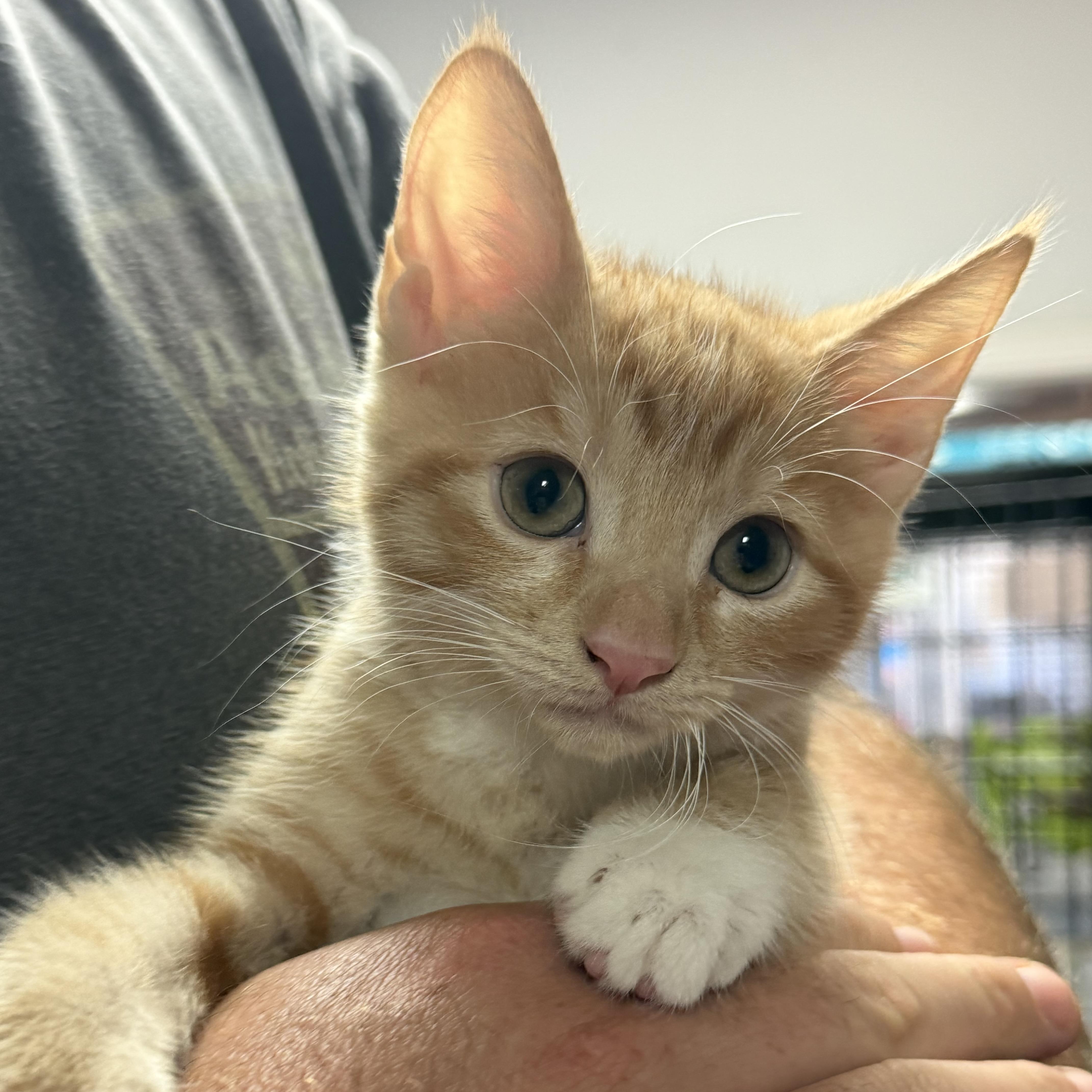 A baby medium-sized male Tabby cat named Frick for adoption in Columbia, SC