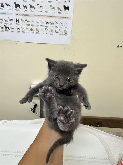 A baby small-sized male Domestic Medium Hair cat named Mr. Purrfect for adoption in Fremont, CA