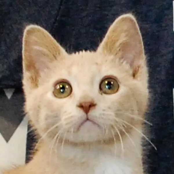 A senior small-sized male Domestic Short Hair cat named Snickers  Bonded Buddy for adoption in Des Moines, IA