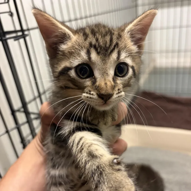 A baby small-sized female Gray / Blue / Silver Domestic Short Hair cat named Saber for adoption in Parrish, AL