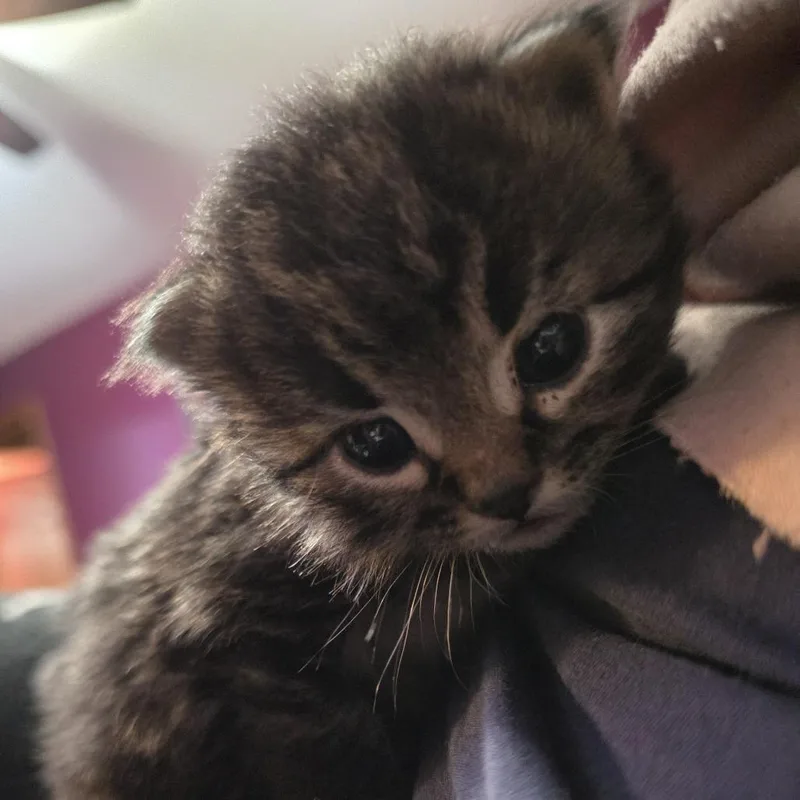 A baby small-sized male Brown / Chocolate Domestic Short Hair cat named Burrito C for adoption in Princeton, MN